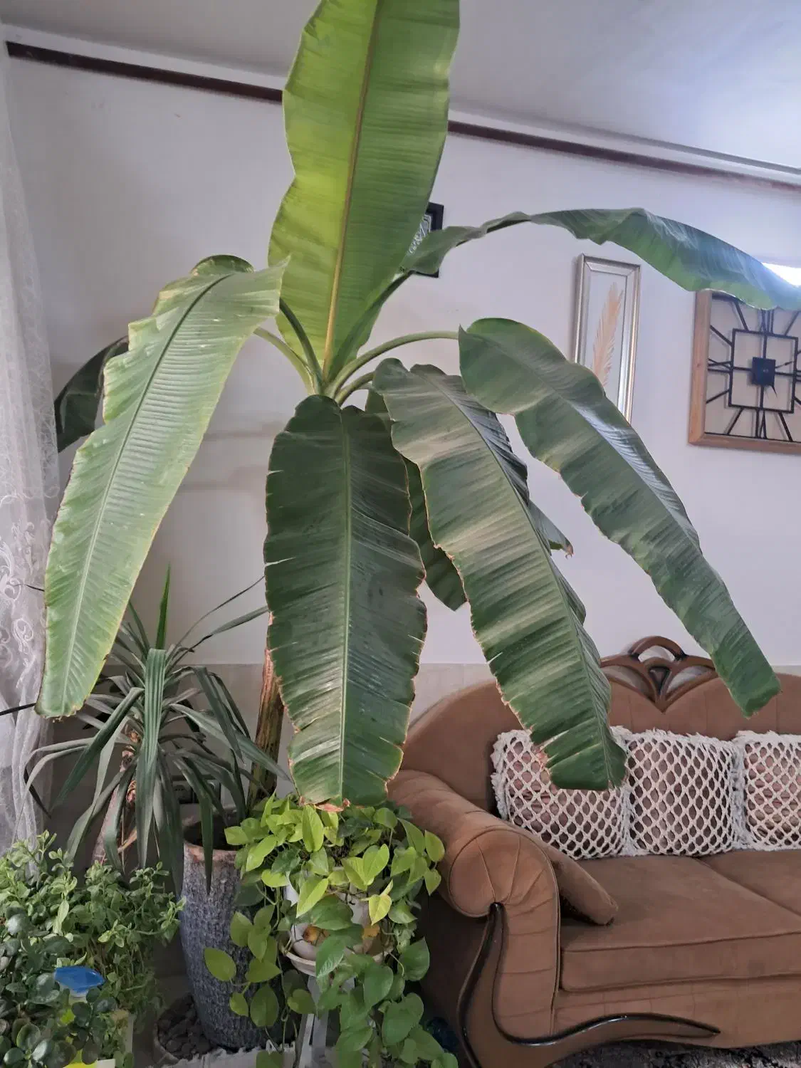 درخت موز|گل و گیاه طبیعی|مشهد, شهید آوینی|دیوار