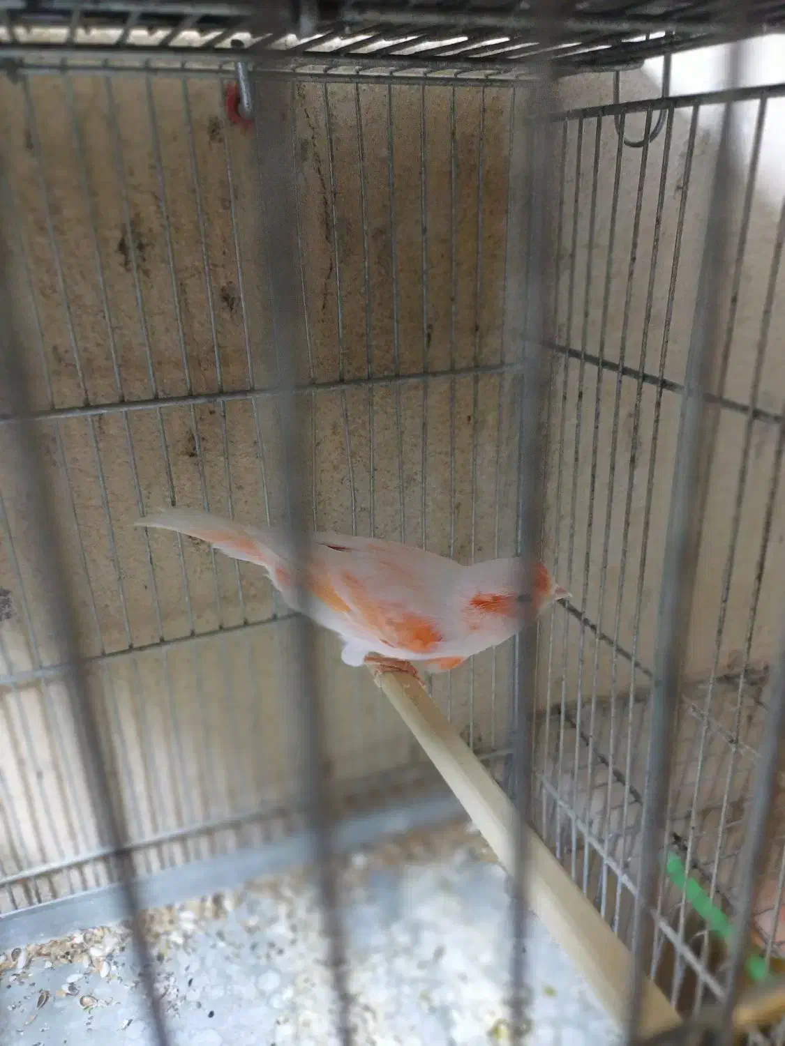 قناری مزایکی قرمز و سیلور و عروس هلندی|پرنده|اردبیل, |دیوار