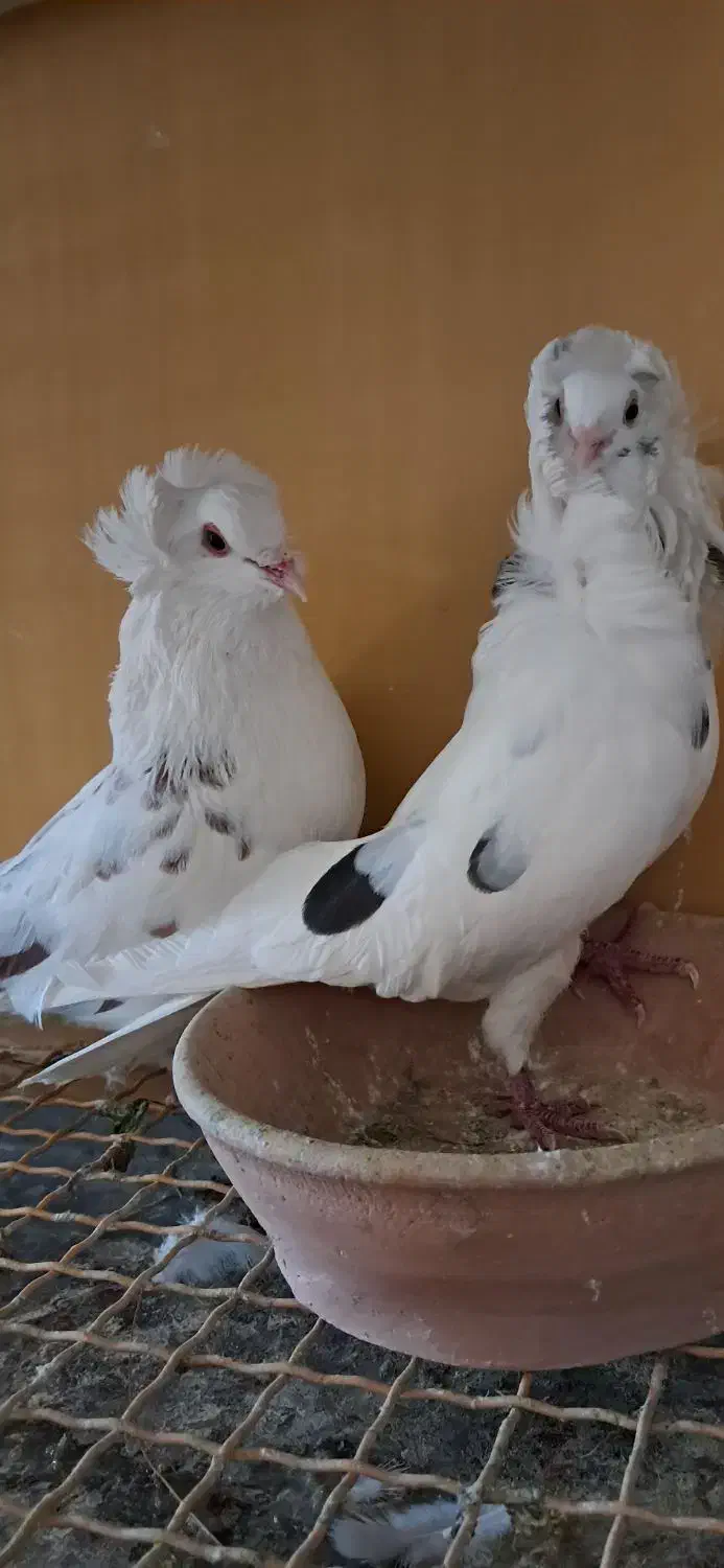 زینتی|پرنده|کاشان, دشت لتحر|دیوار