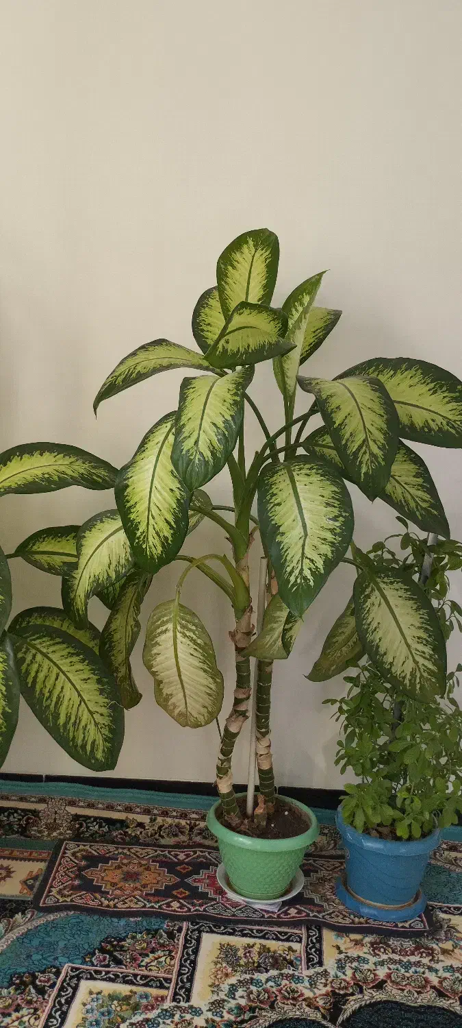 دوو عدد گل دیفین|گل و گیاه طبیعی|جوانرود, |دیوار