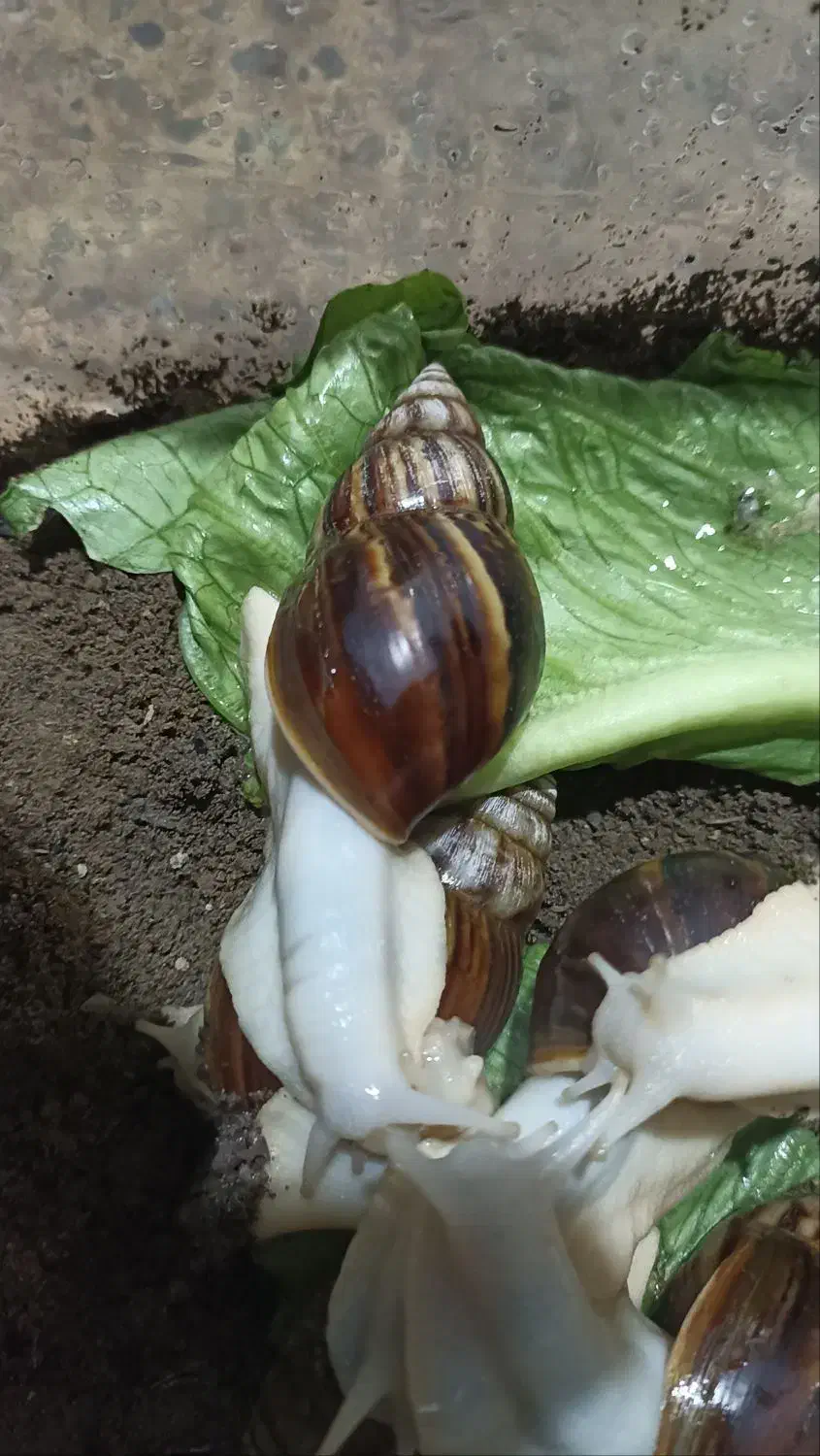 حلزون|خزنده|اسلام‌شهر, شهرک واوان|دیوار