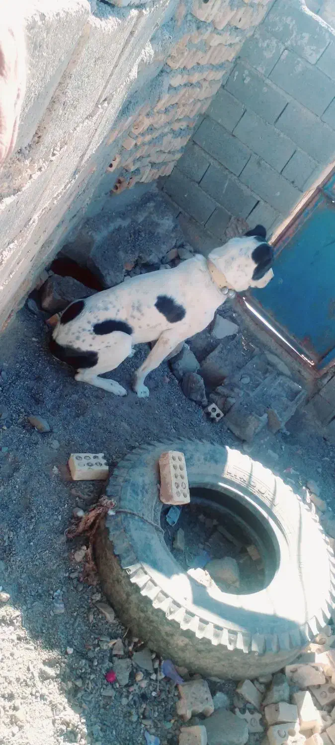 سگ نر|سگ|تربت جام, کشتارگاه|دیوار