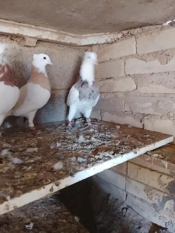 کبوتر طوقی هفت رنگ|پرنده|حمیدیه, |دیوار