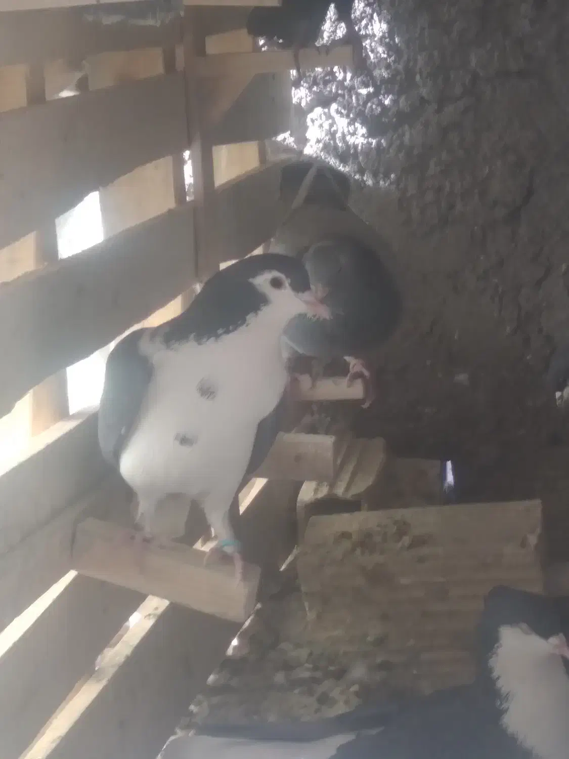 نر شیرازی سوراخی|پرنده|ماهان, |دیوار