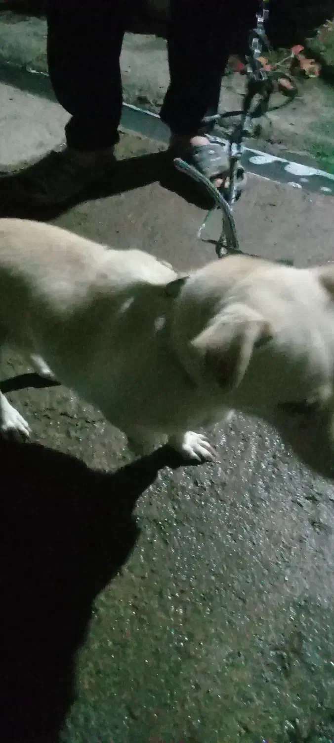 سگ.پاکوتاه|سگ|خان ببین, |دیوار