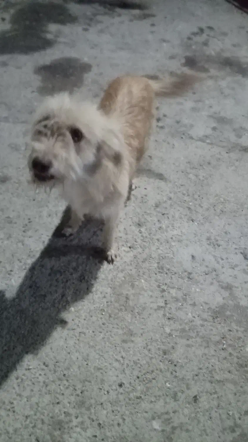 سگ ماده|سگ|آبادان, |دیوار