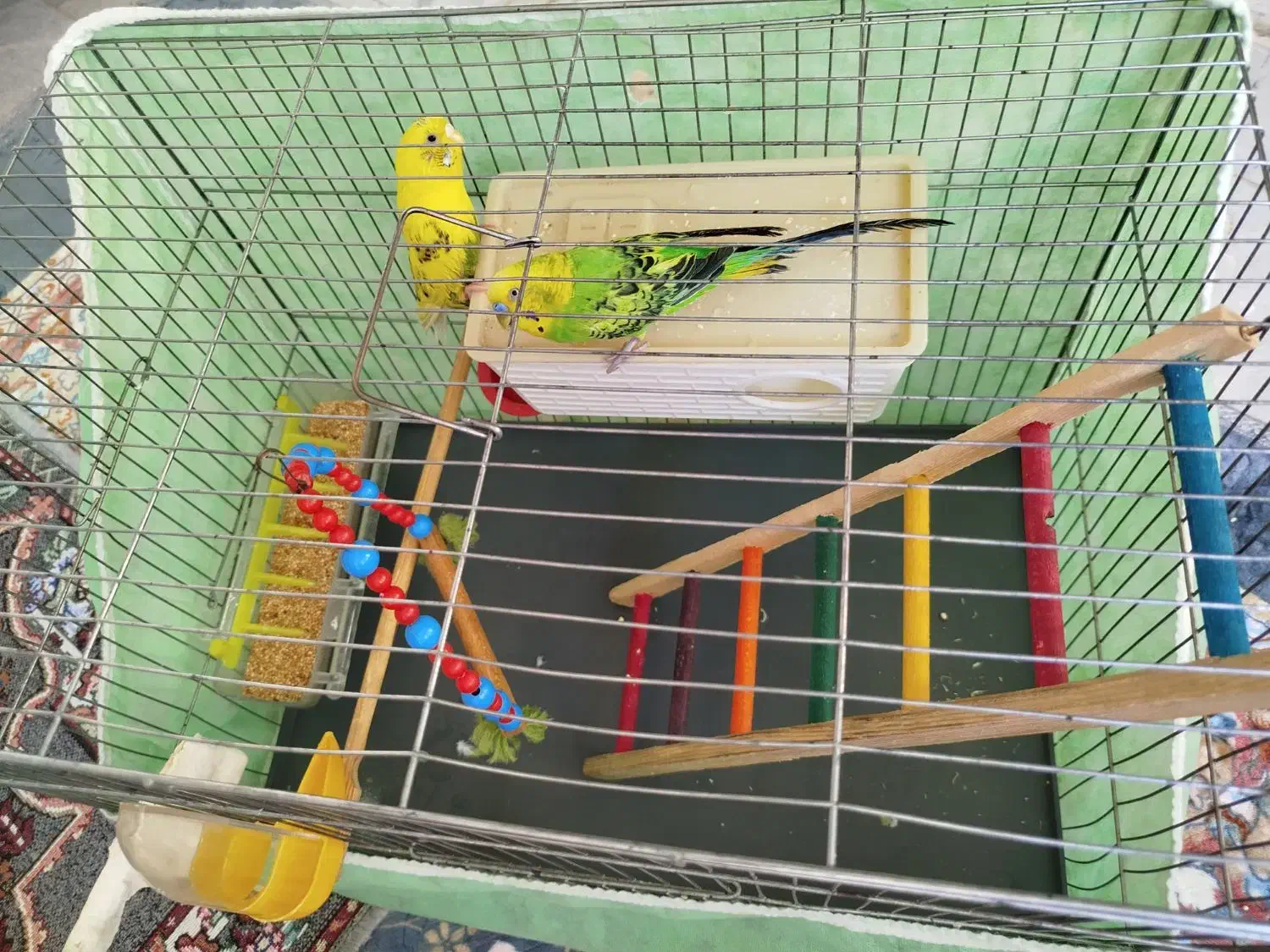 مرغ عشق|پرنده|دهگلان, |دیوار