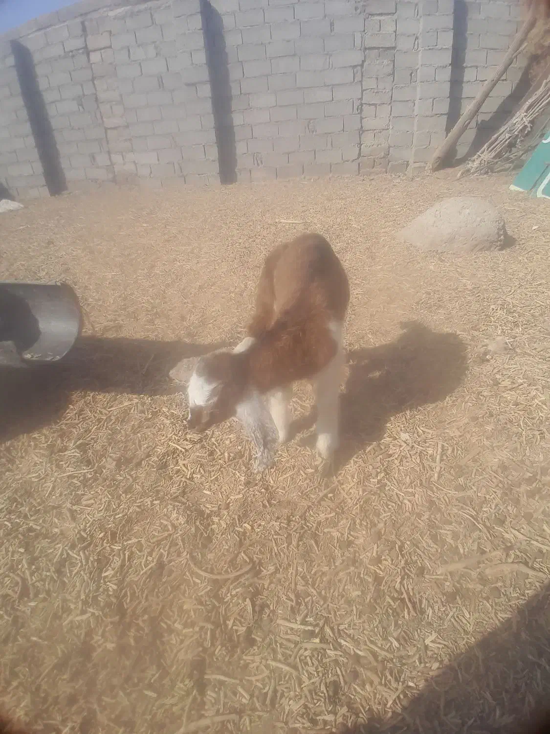 بزغاله‌فروشی|حیوانات مزرعه|هامون, |دیوار