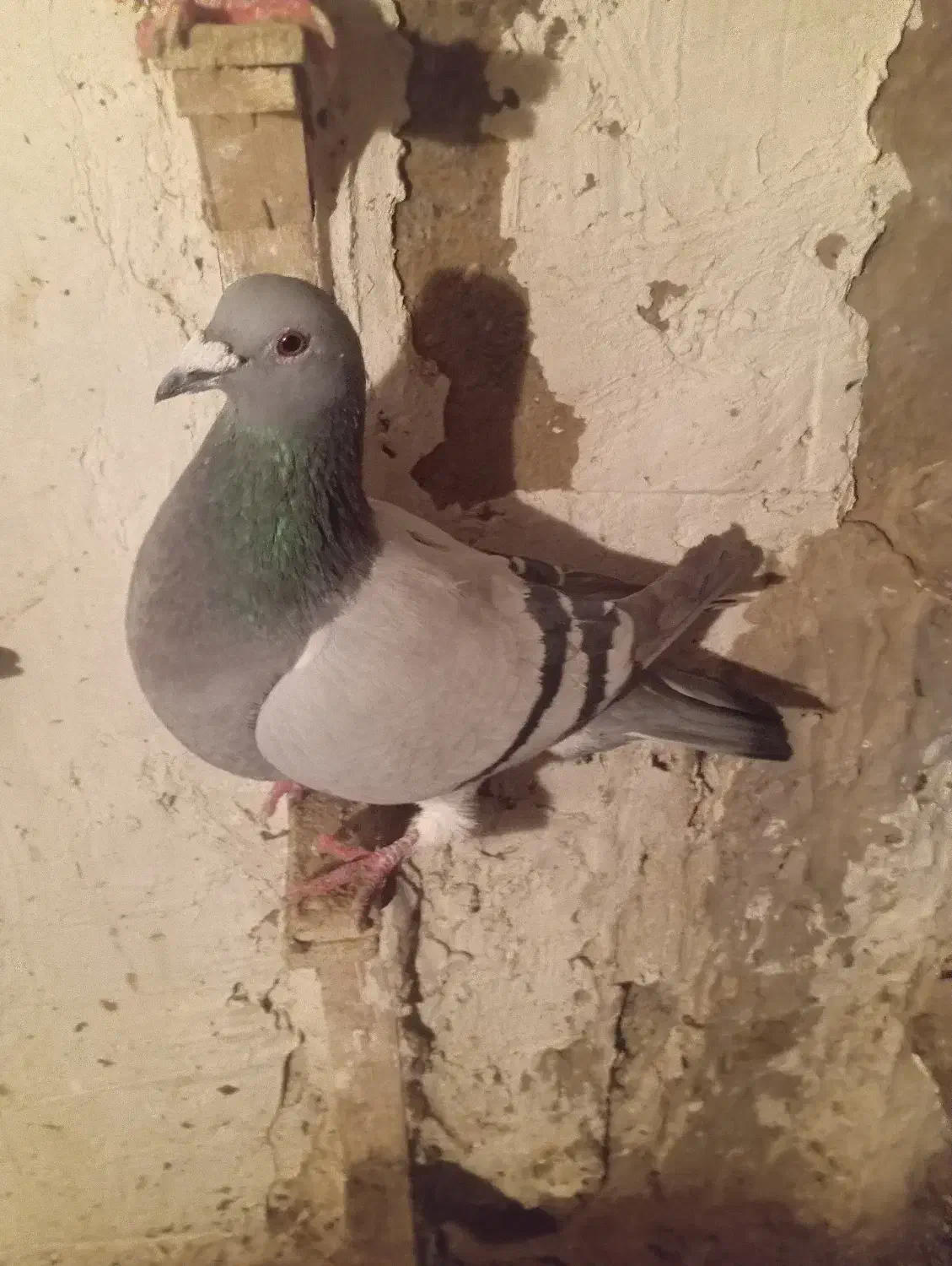 کفتر|گل و گیاه طبیعی|شیروان (خراسان), |دیوار