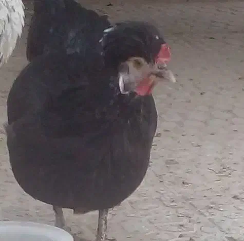 فروش مرغ گلین|حیوانات مزرعه|اصفهان, سرچشمه|دیوار