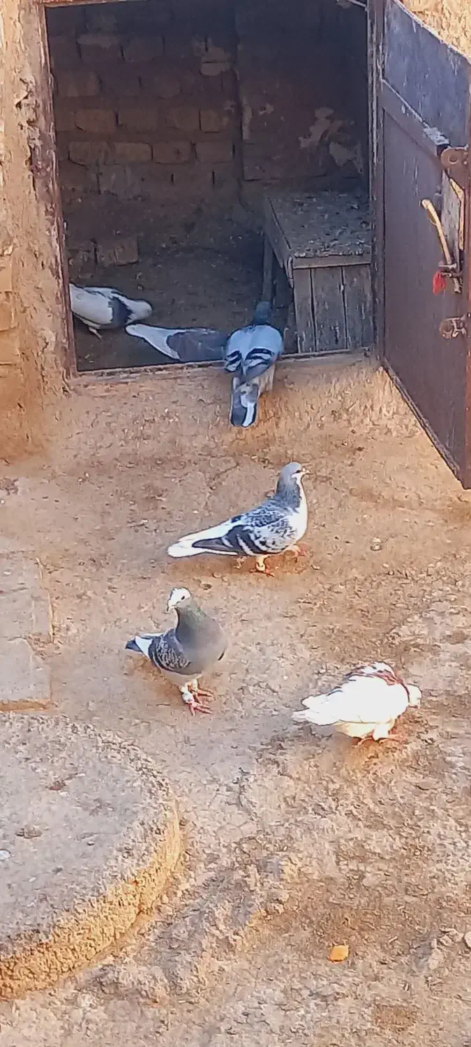 ۱۰تاکفترپرشی بدون عیب پسندهرعزیزی شددرختمتیم|پرنده|اسفراین, |دیوار