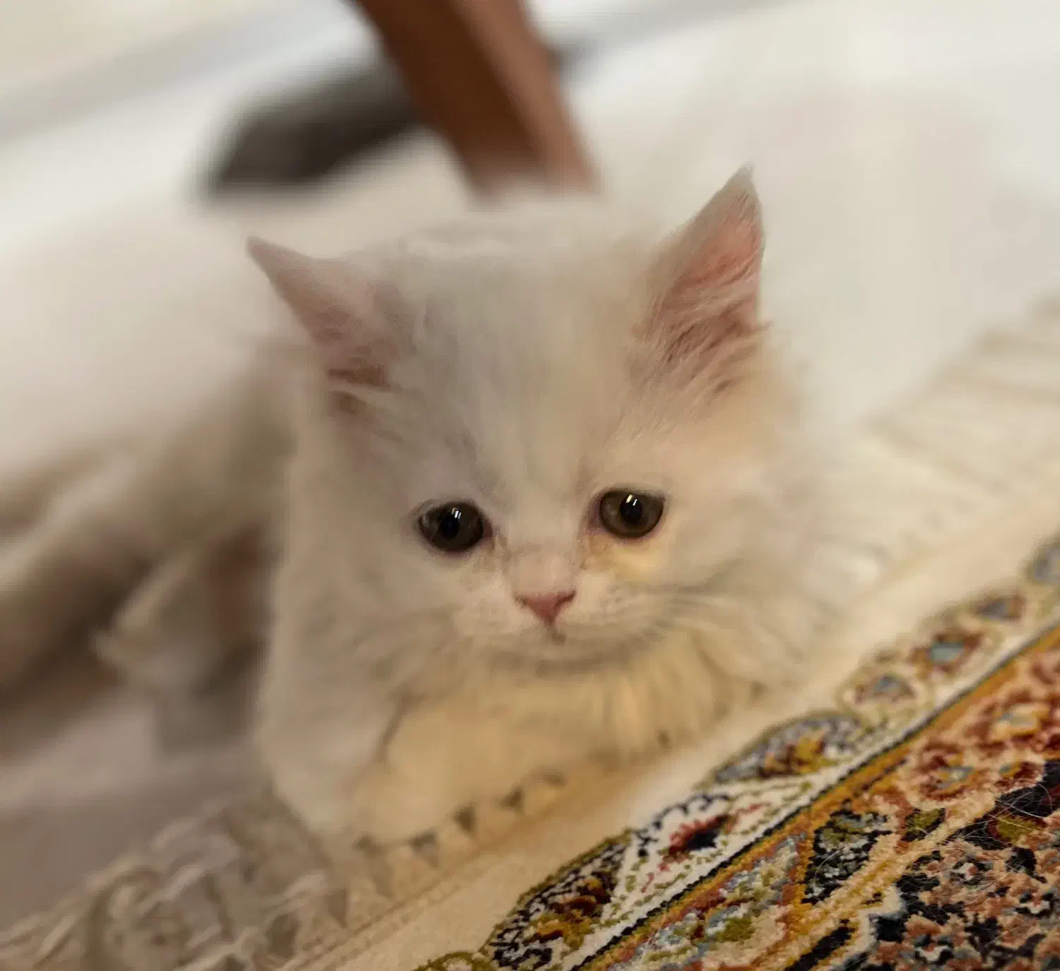 واگذاری غیر رایگان گربه|گربه|بیرجند, |دیوار