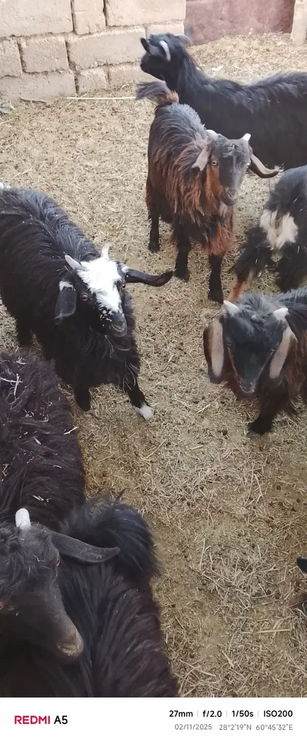 سلام|حیوانات مزرعه|خاش, |دیوار