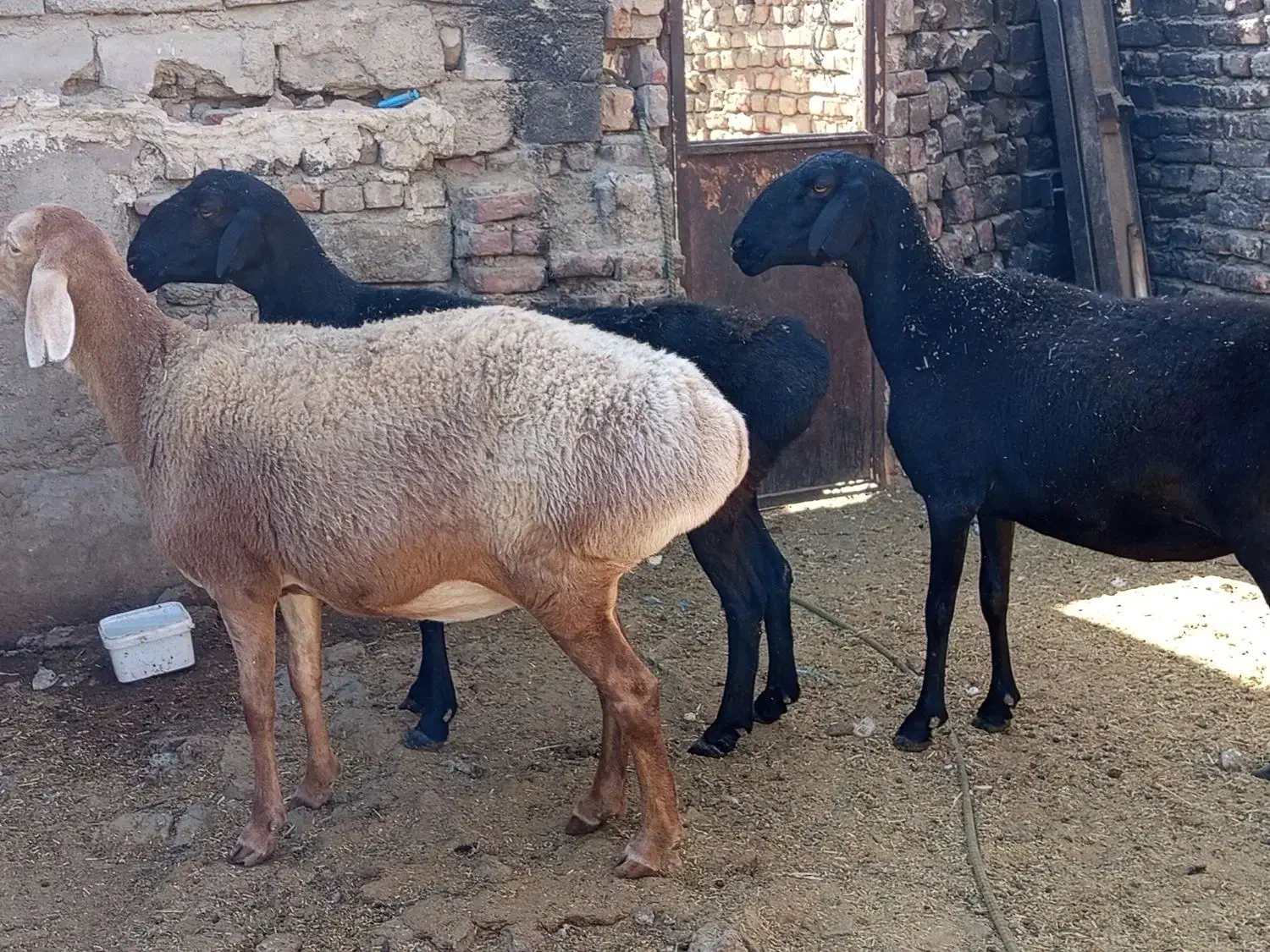 گوسفند|حیوانات مزرعه|زابل, |دیوار