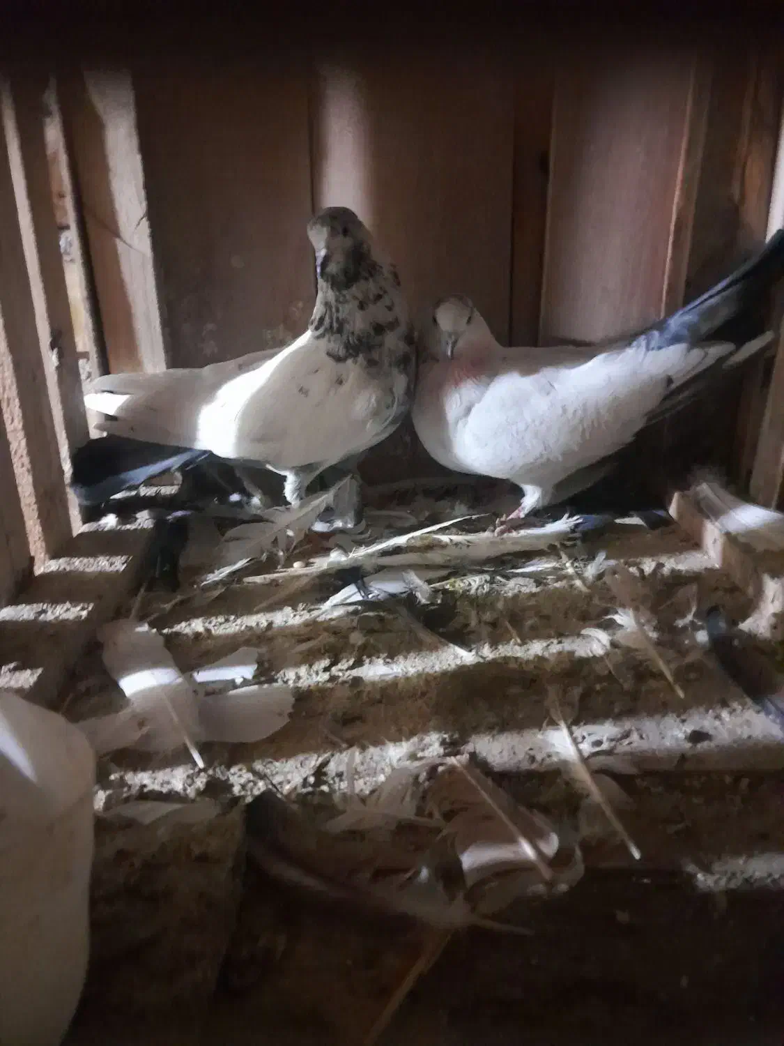 کبوتر|پرنده|کاشان, راوند|دیوار