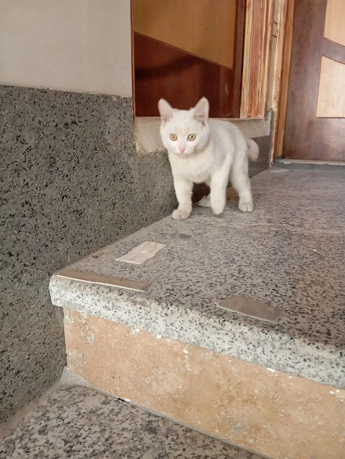 گربه خونگی نژاد اسکاتیش|گربه|خمینی‌شهر, |دیوار