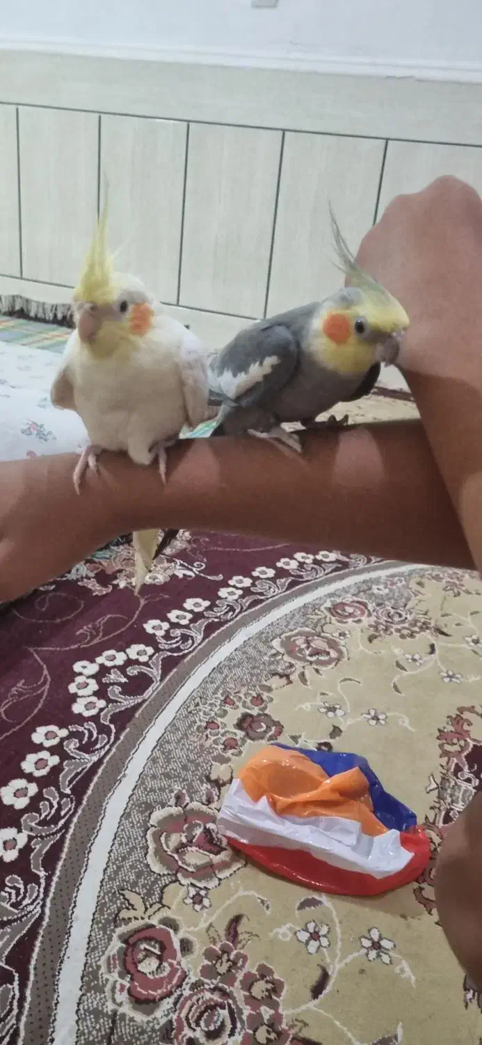 عروس هلندی|پرنده|لامرد, |دیوار