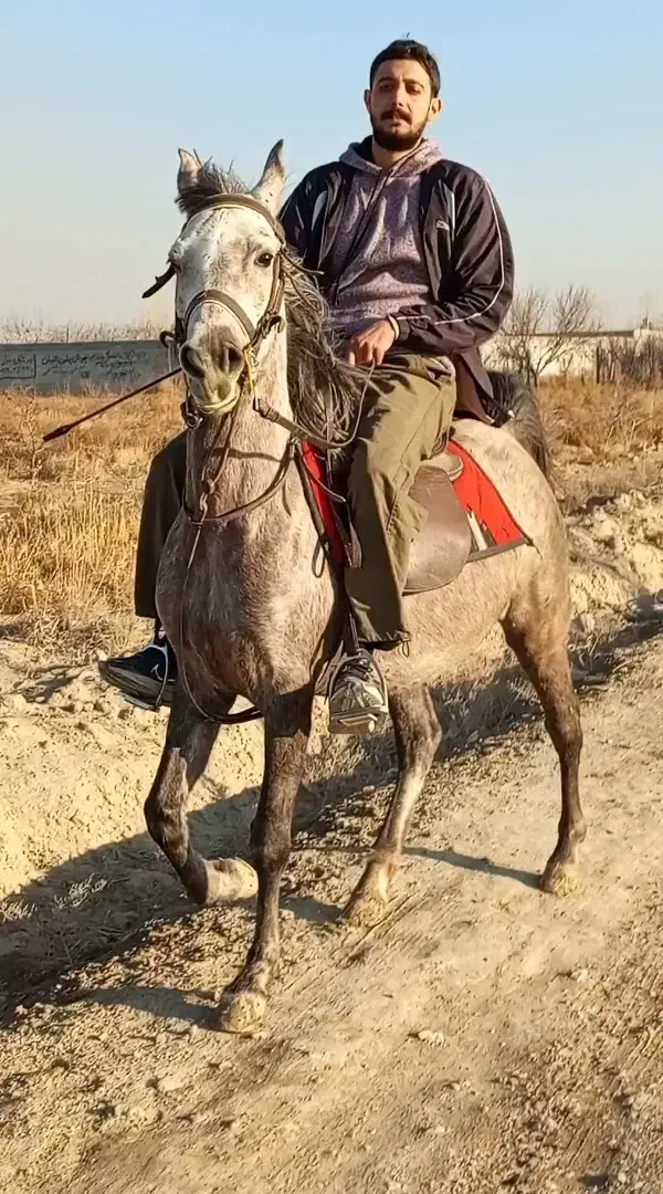 اسب کرد|اسب و تجهیزات اسبسواری|تهران, آذربایجان|دیوار