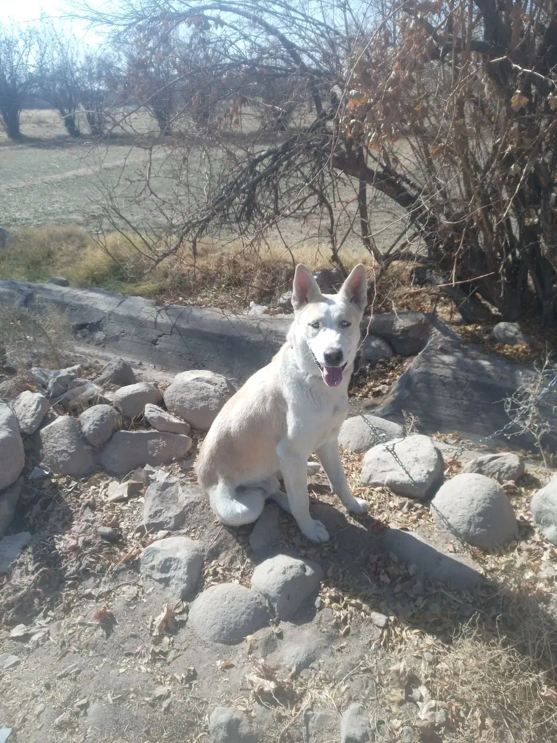 فروش سگ هاسکی|سگ|یزد, |دیوار