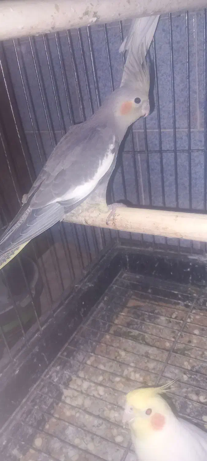 عروس هلندی|پرنده|پاکدشت, حصار امیر|دیوار