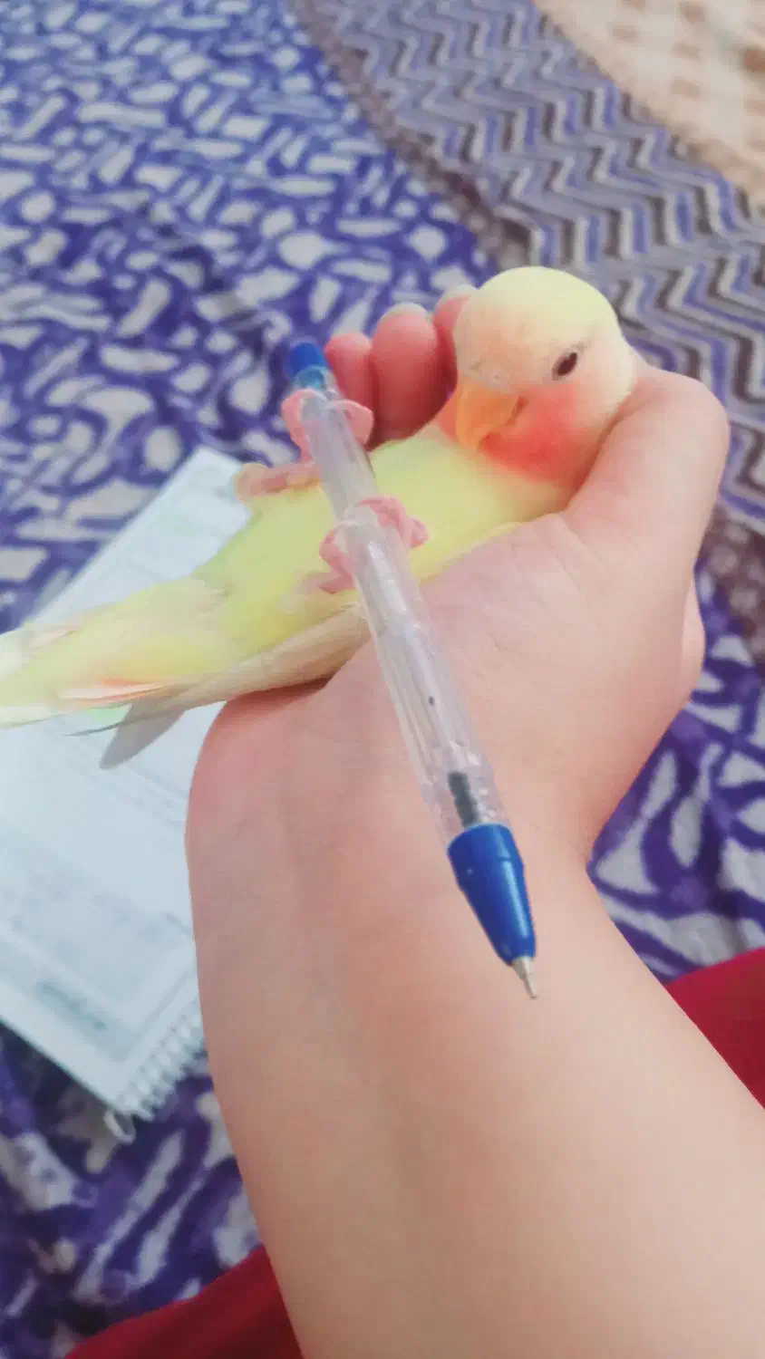 کوتوله گم شده|پرنده|قم, صفائیه|دیوار