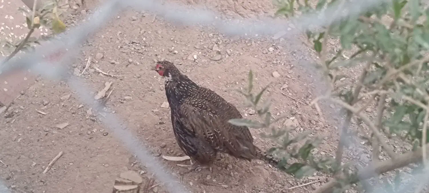 مرغ امریکایی شاخ دار|پرنده|سبزوار, شهرک جهاد|دیوار