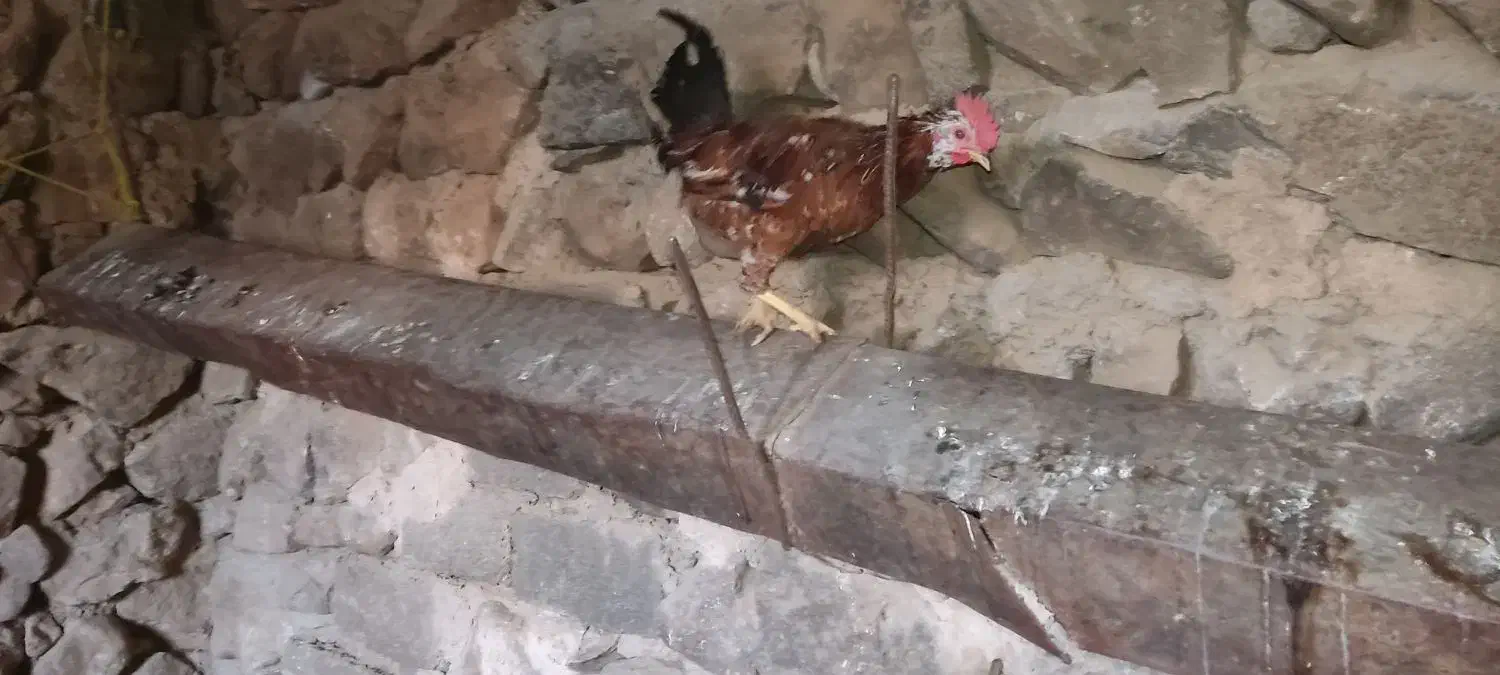 خروس|پرنده|گوآور, |دیوار