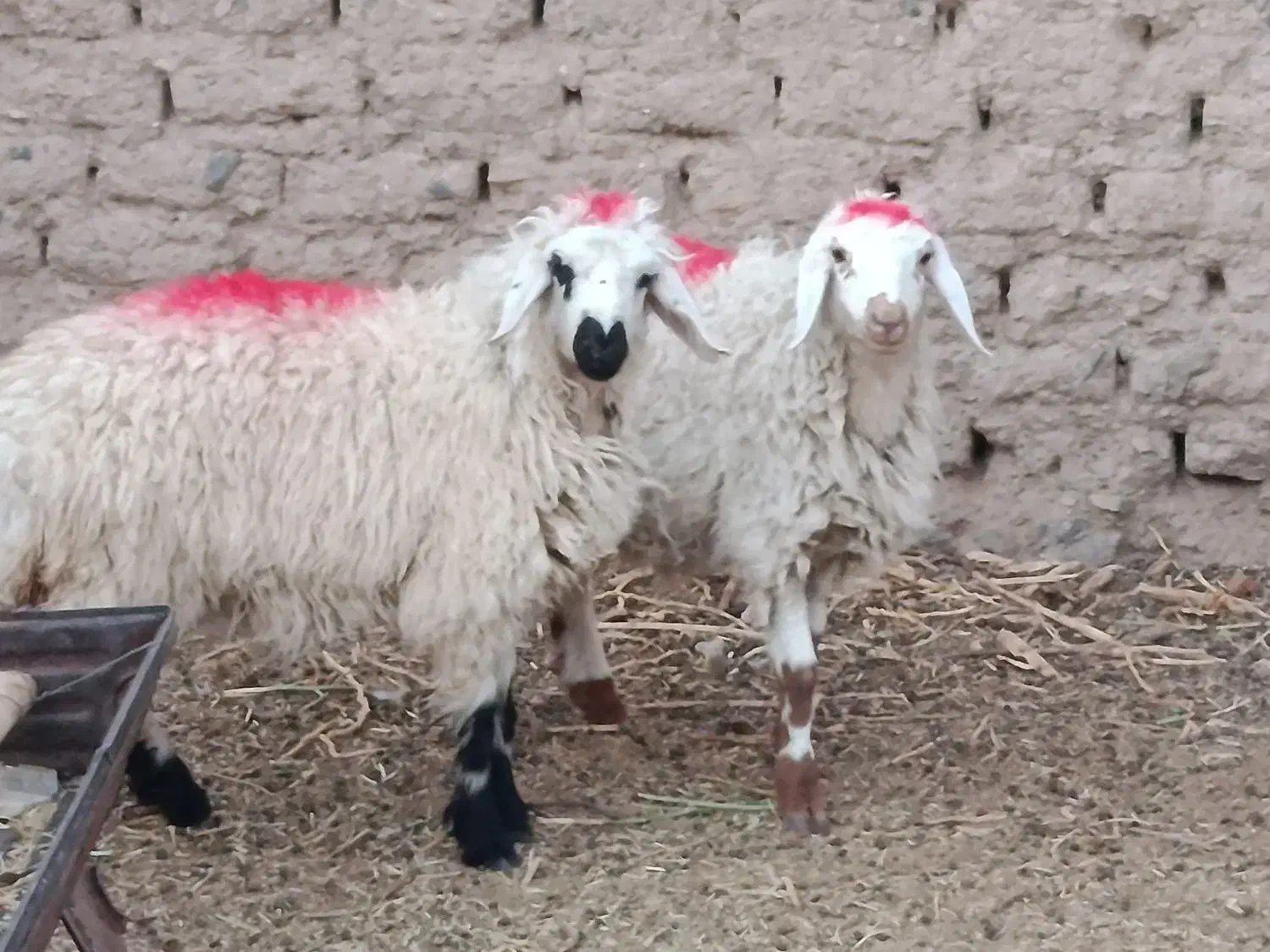 بره بزغاله ماشین پراید آگاهی را درست بخوانید|حیوانات مزرعه|گزیک, |دیوار