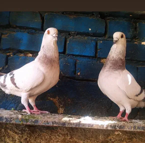 کفتر طوقی|پرنده|اسماعیلی, |دیوار