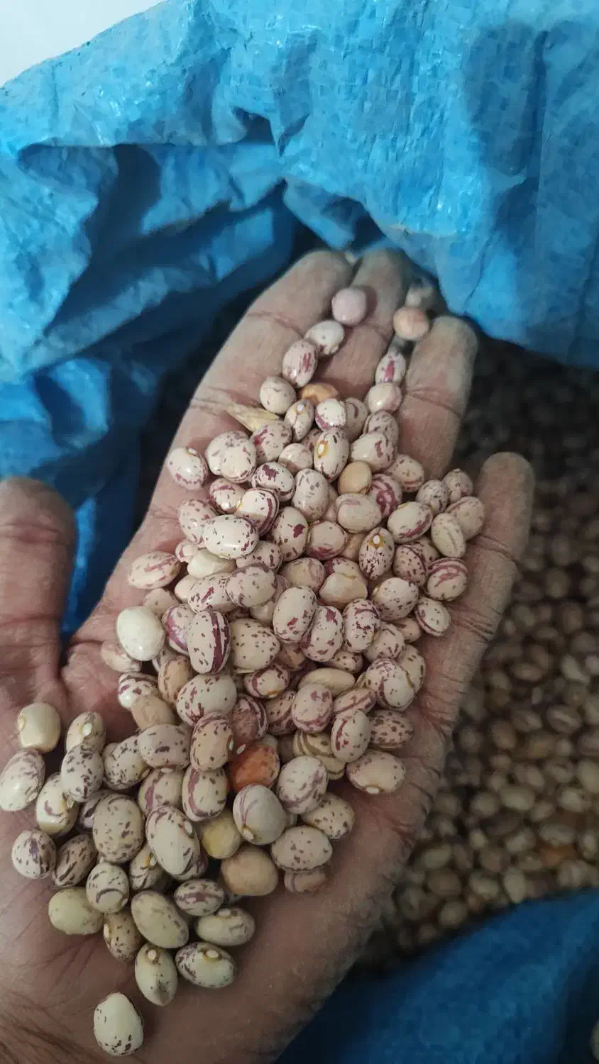 لوبیا چیتی درجه 1 امسال|خوردنی و آشامیدنی|شیراز, جوادیه|دیوار