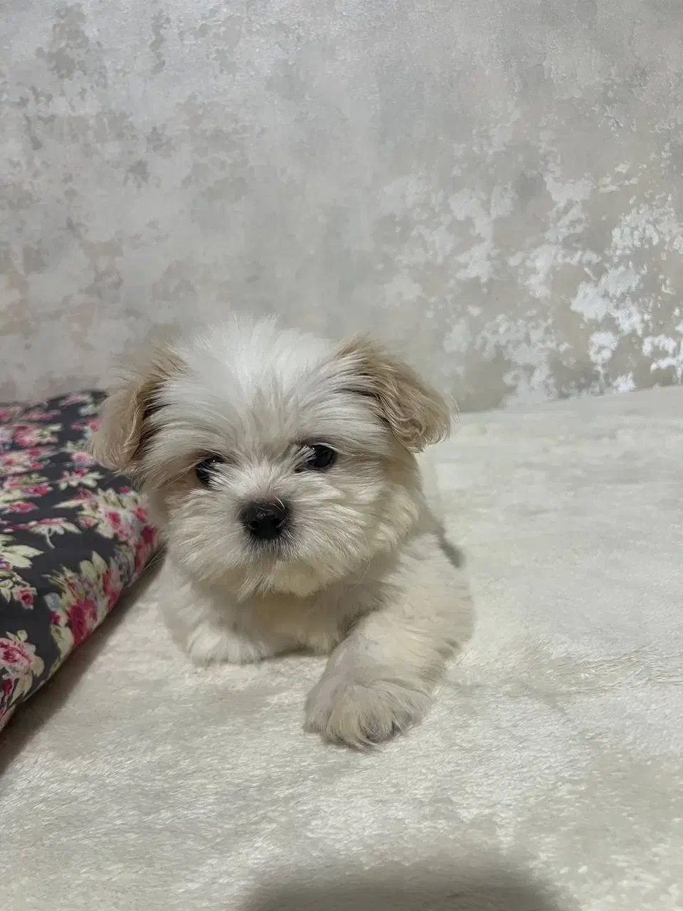 سگ‌مالتیر|سگ|اردبیل, |دیوار