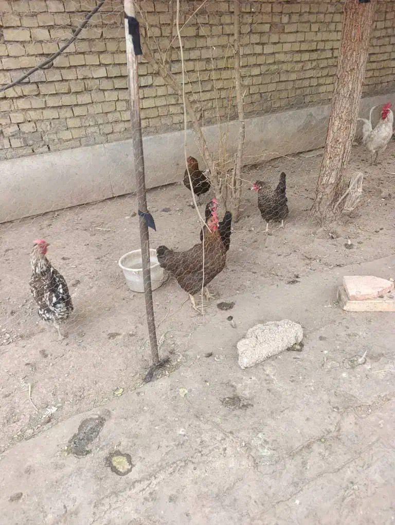 مرغ و خروس|حیوانات مزرعه|اهواز, شهرک رزمندگان|دیوار