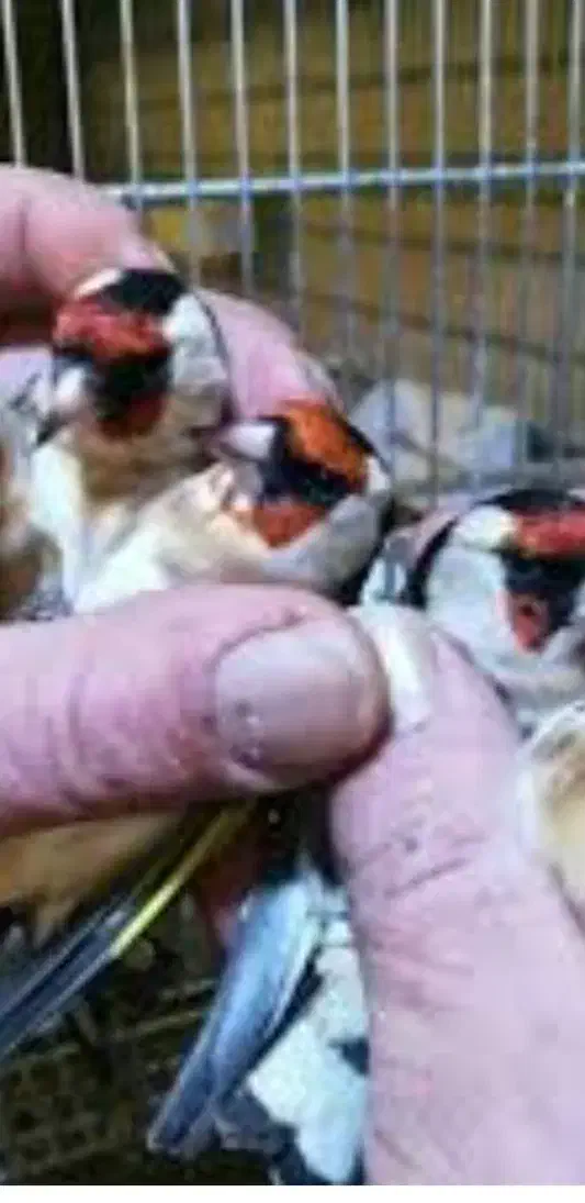 قناری|پرنده|مسجد سلیمان, |دیوار