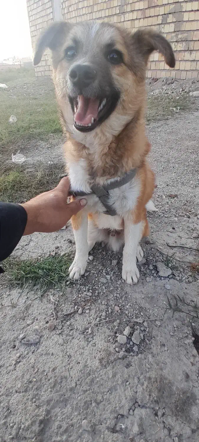 سگ پاکوتا|سگ|آزادشهر, |دیوار