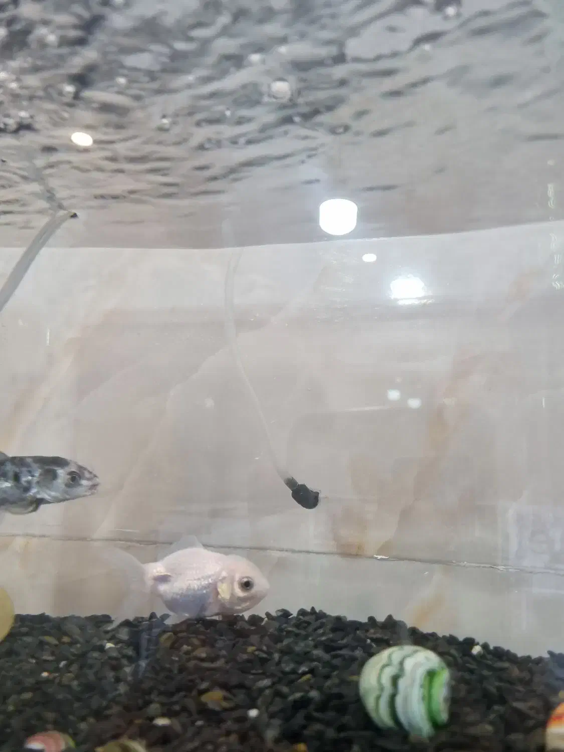 معاوضه ماهی کوی|ماهی|یزد, |دیوار