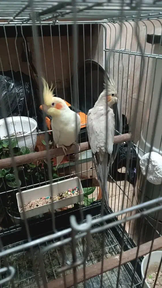 عروس هلندی جفت با قفس و لوازم|پرنده|قدس, شهرقدس|دیوار