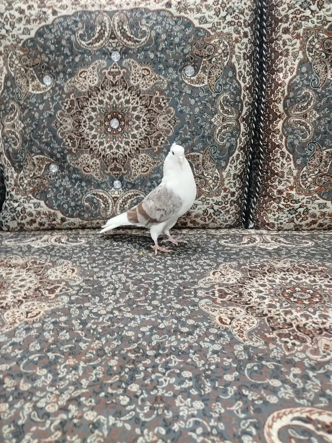 کبوتر دوکت سرور|پرنده|قم, شهرک فاطمیه|دیوار