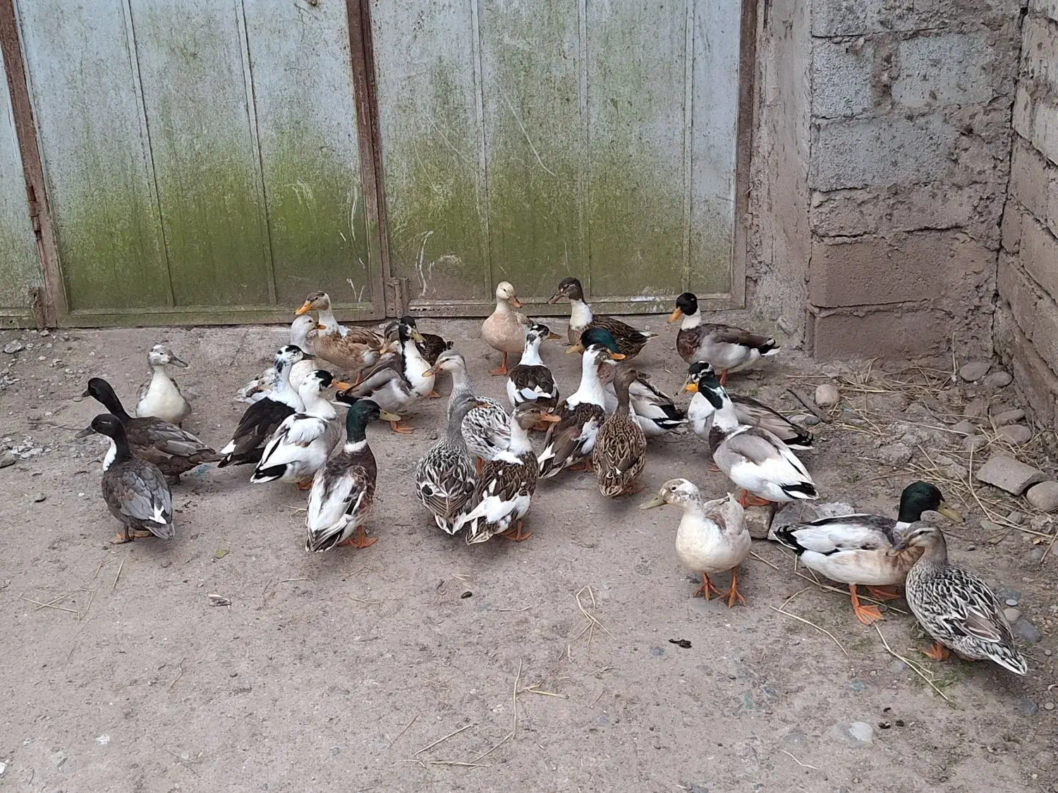 اردک پروازی|حیوانات مزرعه|رشت, جانبازان|دیوار