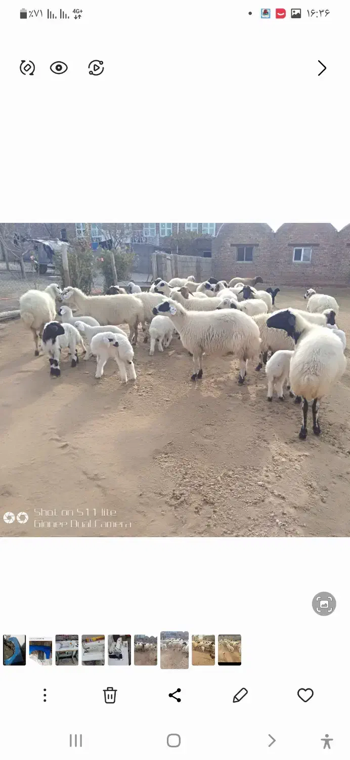 گوسفند جوان داشتی|حیوانات مزرعه|قره ضیاالدین, |دیوار