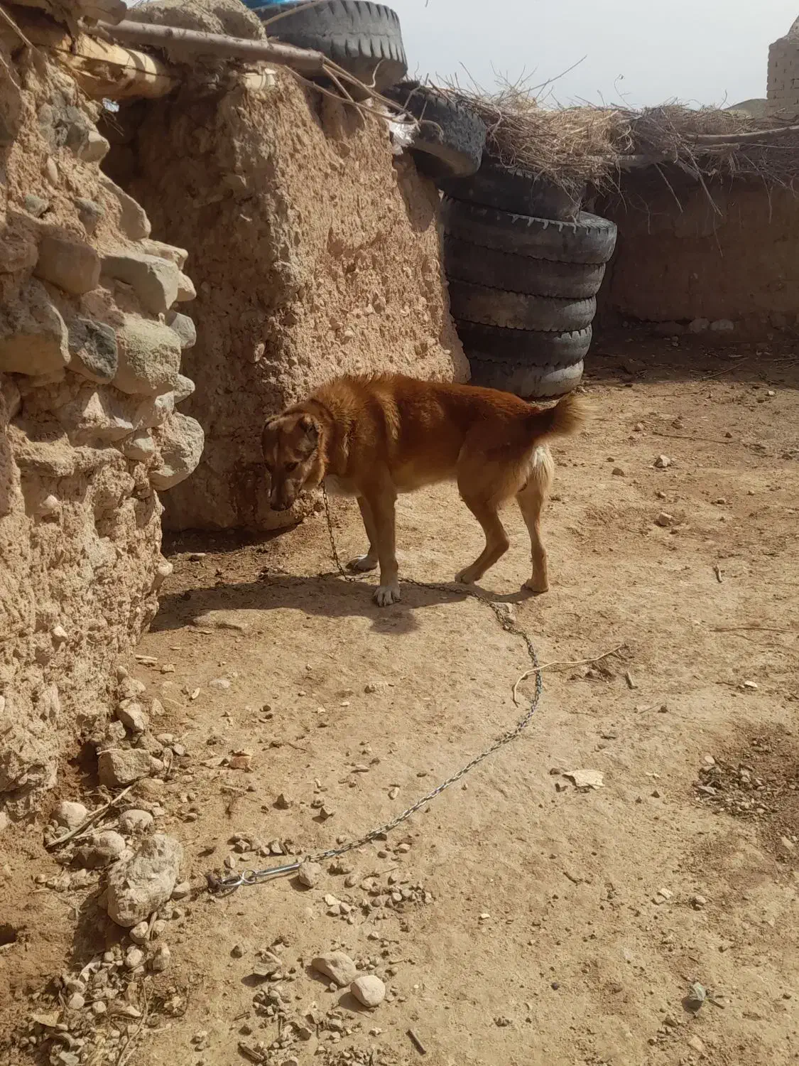 سگ گلگی|سگ|قائن, |دیوار