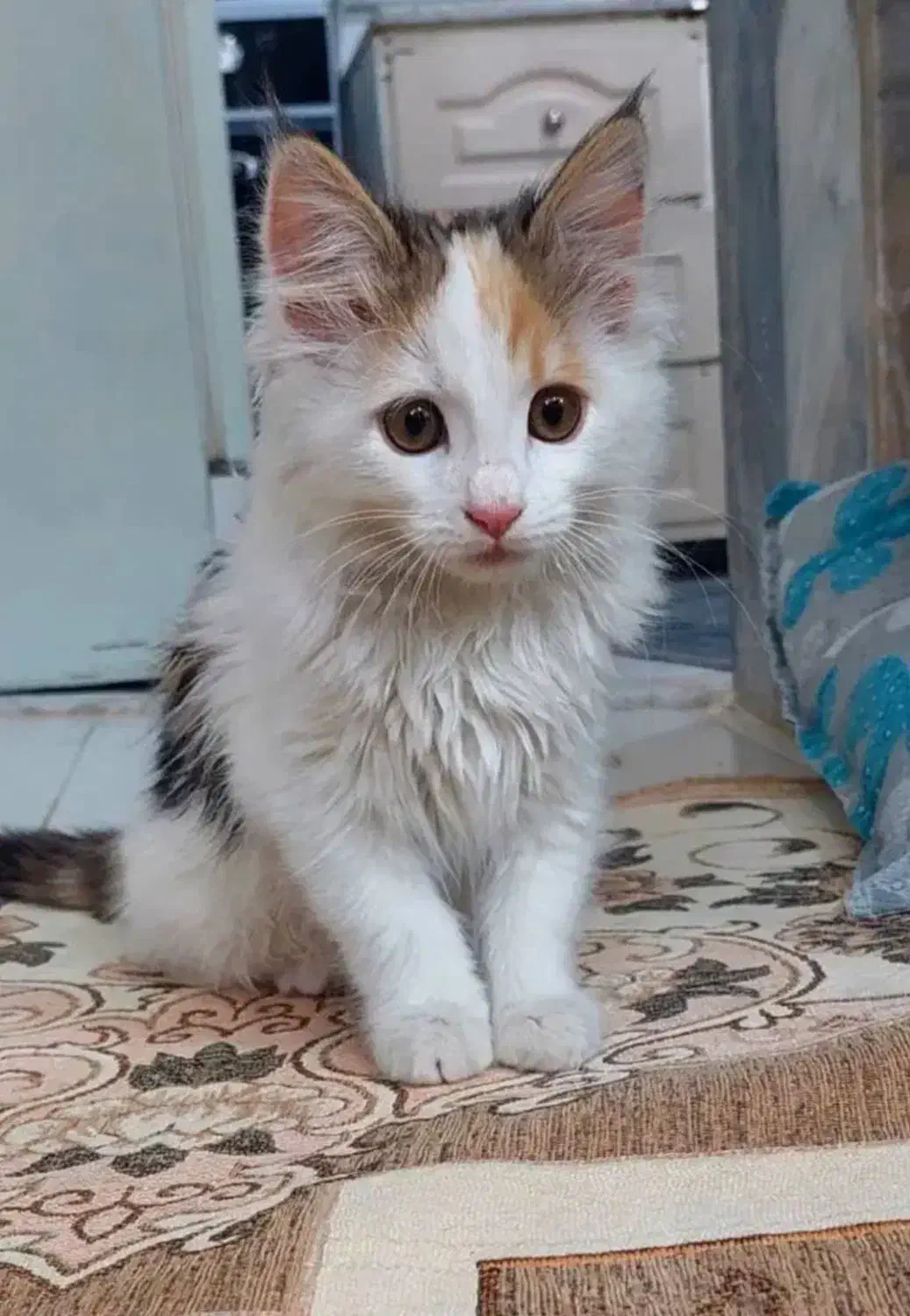 فروش فوری|گربه|یزد, |دیوار