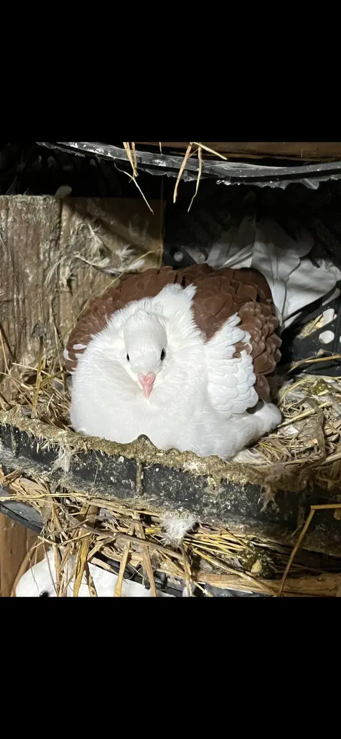 کبوتر|پرنده|تالش, هشتپر|دیوار