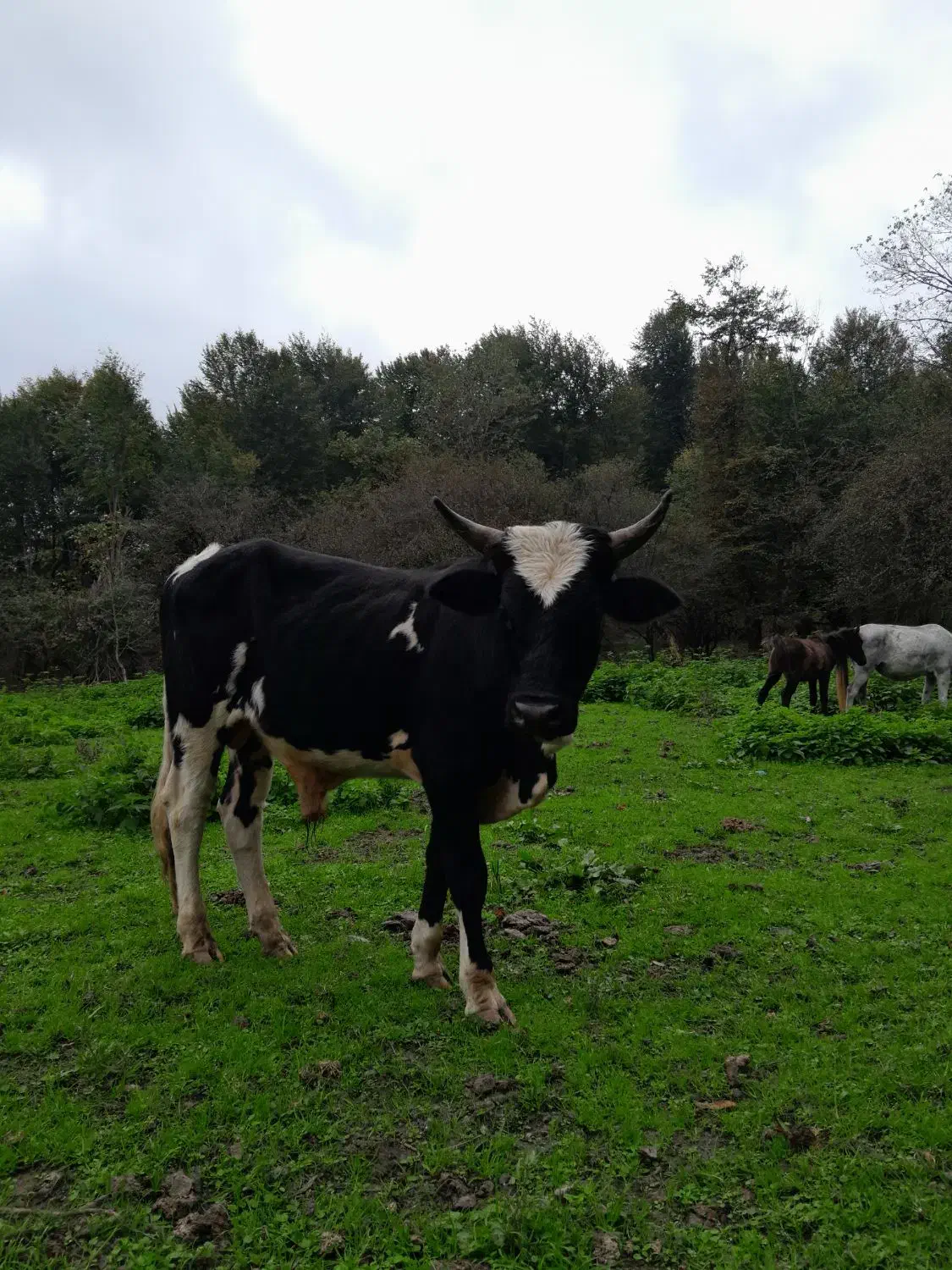 گاو دورگ محلی|حیوانات مزرعه|امامزاده عبدالله, |دیوار