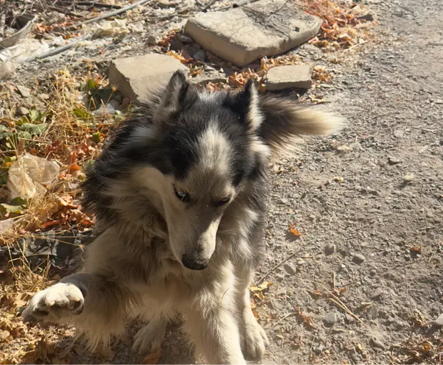 سگ هاسکی چشم یخی|سگ|مشهد, نیروی هوایی|دیوار