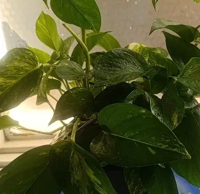 گل پتوس|گل و گیاه طبیعی|پاکدشت, پاکدشت (مامازند)|دیوار