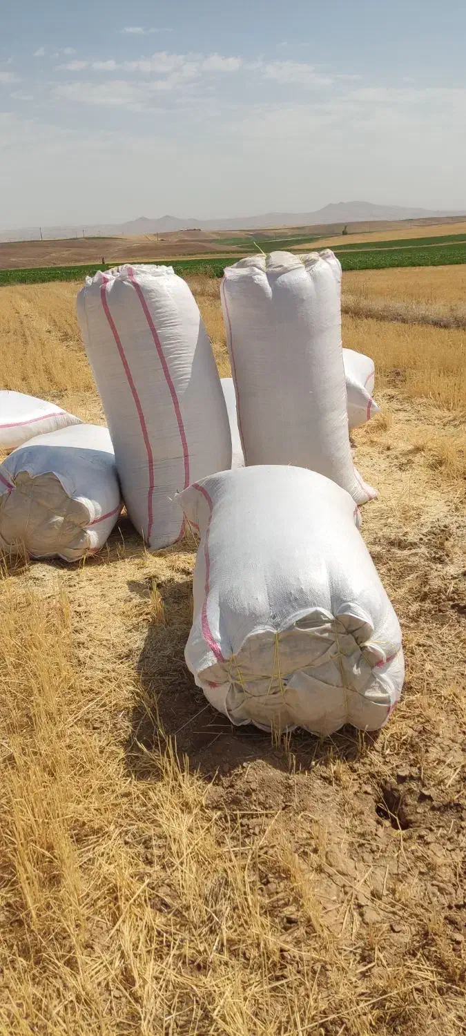 کاه کردستان|لوازم جانبی حیوانات|آفتاب, |دیوار