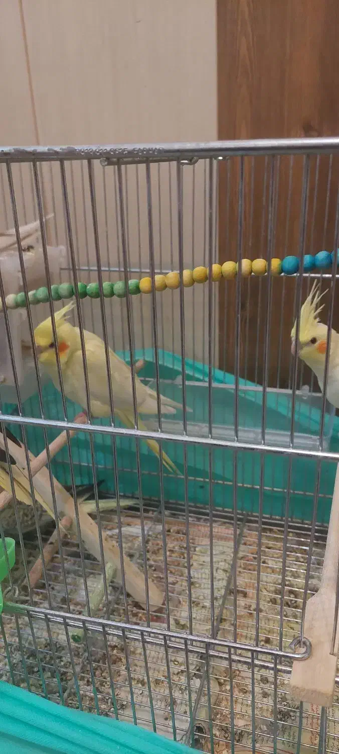 عروس هلندی|پرنده|فرخ‌شهر, |دیوار