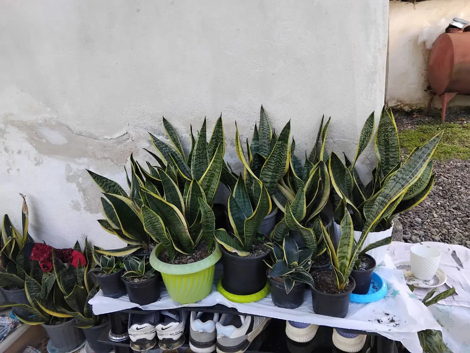 گل سانسوریا|گل و گیاه طبیعی|لاهیجان, آهندان|دیوار