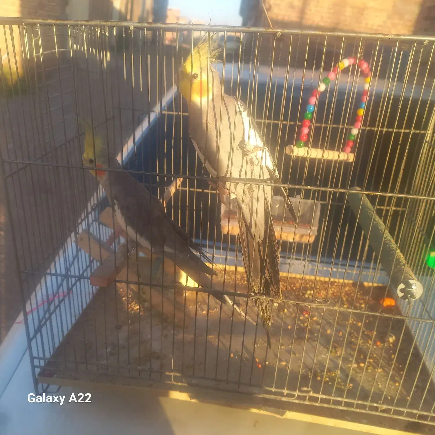 یک جفت عروس هلندی نیمه اهلی|پرنده|مرند, |دیوار