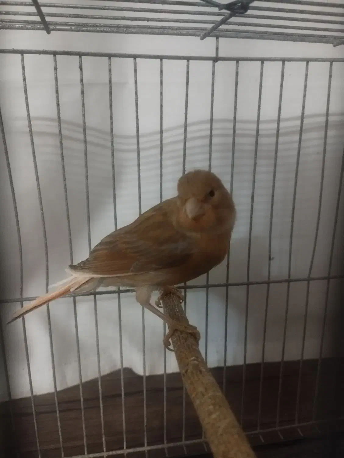 پرنده|پرنده|شیروان (خراسان), |دیوار